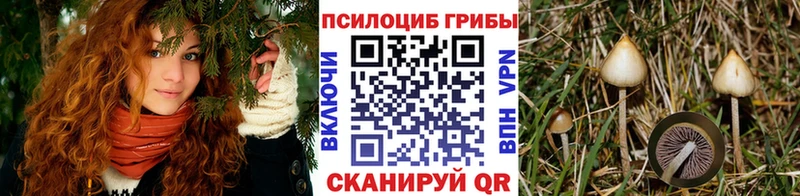 Псилоцибиновые грибы Cubensis  даркнет сайт  мега ссылки  Светлогорск 